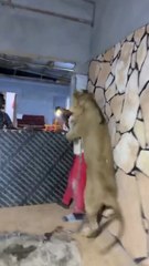 Lion Playing in the Room with 3 Scared People 😂 | Funniest Reactions Ever!
