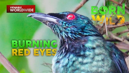 Park sa Romblon, pinamugaran ng daan-daang ibong pula ang mata?! | Born to Be Wild