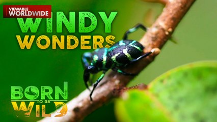 Ang buhay ng mga insekto sa gitna ng unos | Born to Be Wild