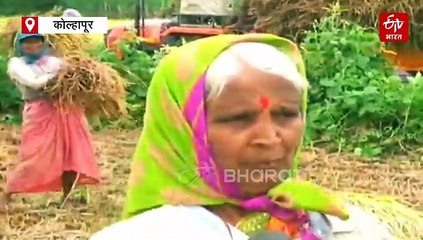 कोल्हापुरात परतीच्या पावसाचा तडाखा; कोल्हापूर जिल्ह्यात भातशेतीचं प्रचंड नुकसान, कृषी अधिकाऱ्यांनी शेतकऱ्यांना केलं 'हे' आवाहन