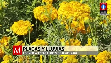 Floricultores del Valle de Toluca enfrentan plagas y retrasos por lluvias antes del Día de Muertos