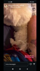 ottavorediroma il suo cucciolo di cane