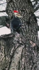 The woodpecker builds a nest