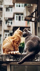 Cameraman Zooms in on Buildings and Finds a Cat Couple in Love 😻🏙️ | Unexpected Romantic Moment
