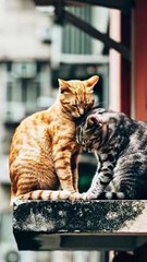 Cameraman Zooms in on Buildings and Finds a Cat Couple in Love 😻🏙️ | Unexpected Romantic Moment