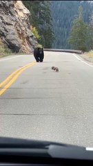 Squirrel goes on the offensive against bear   Squirrel jumps on bear's head to escape (dashcam)  Parked dashcam. Mountain switchback. Black bear chasing a squirrel across the road.  The size difference is absurd. This should be over fast. 🔥
