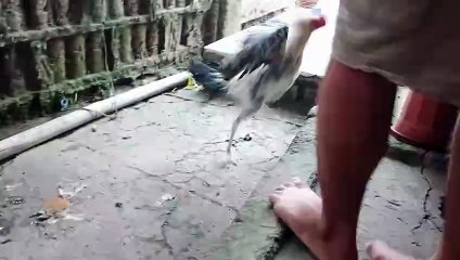 SUPER KANAWAYON 5 MONTHS OLD