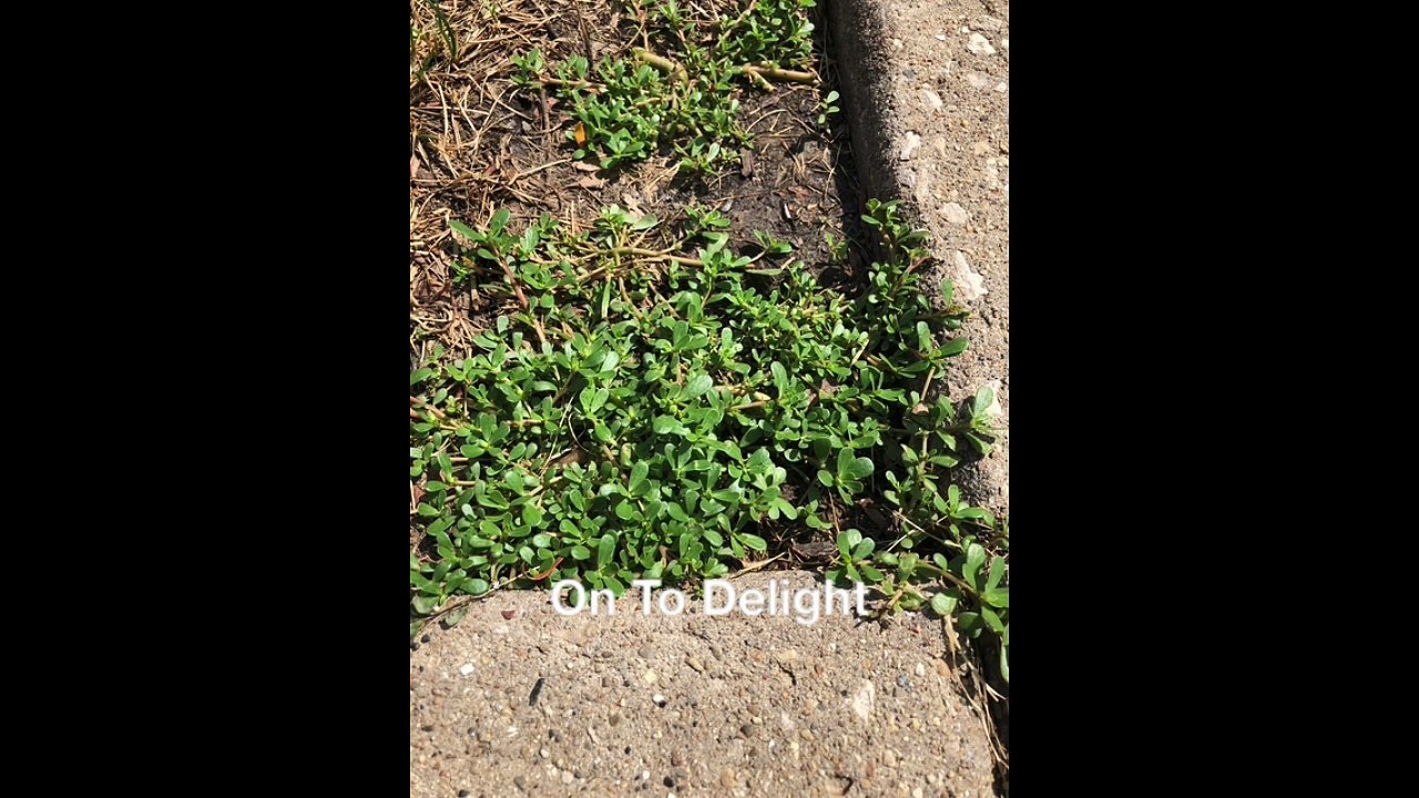 On To Delight