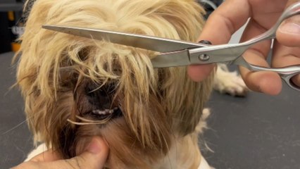 Dog stays calm and patient while getting a careful face grooming done entirely with scissors