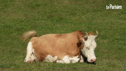 Blatten, le village englouti qui a laissé ses habitants orphelins