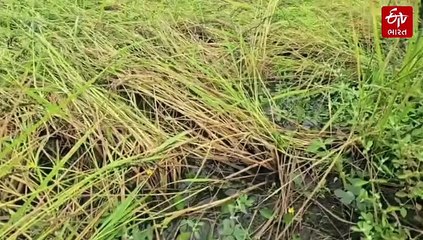 વરસાદે ફેરવ્યું ખેડૂતોની મહેનત પર 'પાણી', નવસારી જિલ્લામાં ડાંગરના પાકને ભારે નુકસાન