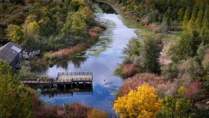 Acarlar Longozu doğasıyla büyülüyor: Bir özelliği ile Türkiye'de tek!