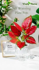 Self Watering Plant Pots