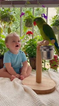 Baby Talks with Parrot | Cutest Conversation Ever! #BabyAndParrot #CuteBaby #TalkingParrot #AdorableMoments #WholesomeVibes #ViralShorts #Heartwarming #FunnyBaby #CuteAnimals #PureJoy #TooCute #ParrotLove #BabyGiggles