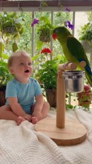 Baby Talks with Parrot | Cutest Conversation Ever! #BabyAndParrot #CuteBaby #TalkingParrot #AdorableMoments #WholesomeVibes #ViralShorts #Heartwarming #FunnyBaby #CuteAnimals #PureJoy #TooCute #ParrotLove #BabyGiggles