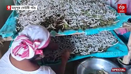 এৰী পলু পালন কৰা এখন গাঁৱত মহিলাই দেখুৱাইছে স্বাৱলম্বনৰ নিদৰ্শন