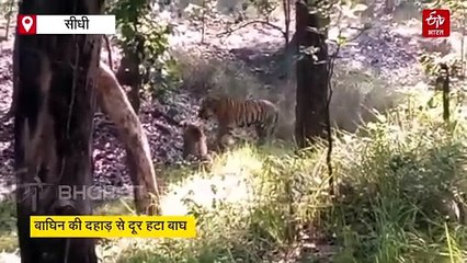 संजय टाइगर रिजर्व में दिखा अनोखा दृश्य, बाघ-बाघिन का प्यार और गुस्सा कैमरे में कैद