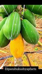 #papaya #virałreels #transingreels #viralfacts #dipanshukashyapfacts