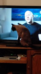 TV Fan In Action Again:) #cat #shorts #Funny #FunnyCats #animals #funnyanimals #cutecats #cuteanimals #viralcats #fyp #trendingcats #tvshow