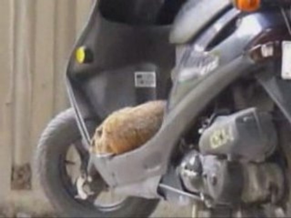 Marmotte scooter
