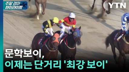 [주간 경마] 문학보이, 이제는 단거리 '최강보이' / YTN