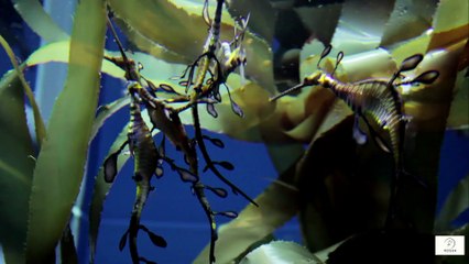 “What Happens to Your Brain When You Swim Every Day”