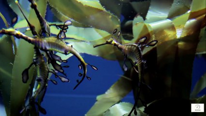 “Why Swimming Helps You Feel 10 Years Younger — The Gentle Fountain of Youth You Can Step Into Today”