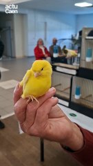 Roland, fan de canaris depuis 50 ans