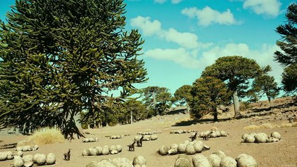 Dinosaurs Giants of Patagonia (2007) Full Movie HD