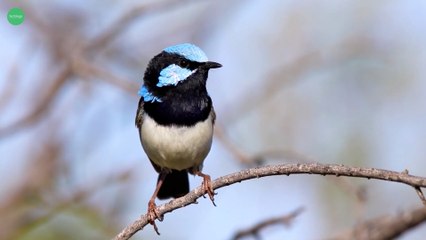 The Superb Fairywren: The World’s Most Beautiful Tiny Bird | Nature Documentary 4K