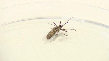 Islandia encuentra mosquitos en su territorio por primera vez en la historia