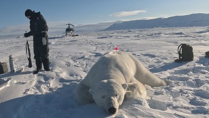 ¿Cómo están sorteando los osos polares la crisis climática?