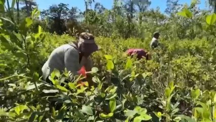 Bolivia: candidatos se enfrentan por cultivos de cocaína y políticas internacionales del Chaparé