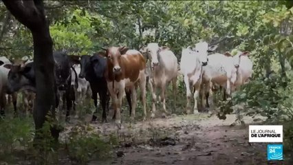 Présidentielle en Côte d'Ivoire : quels sont les enjeux sécuritaires ?