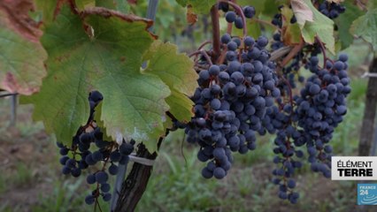 Ces algues qui pourraient remplacer les pesticides dans le vin
