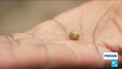 Ruée vers l'or dans l'ouest du Kenya