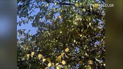 Benone Sinulescu - Mandro, ochii tai imi plac (Hora satului - arhiva TVR)