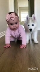 a little baby and his playful puppy start the cutest race ever!