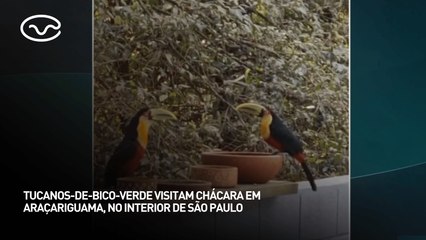 Tucanos-de-bico-verde visitam chácara em Araçariguama, no interior de São Paulo