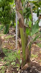 #Banana cultivation in greenhouses