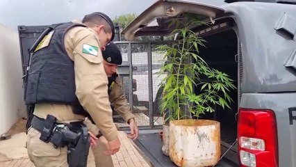 Polícia localiza pés de maconha na casa onde jovem foi detido após discussão de casal