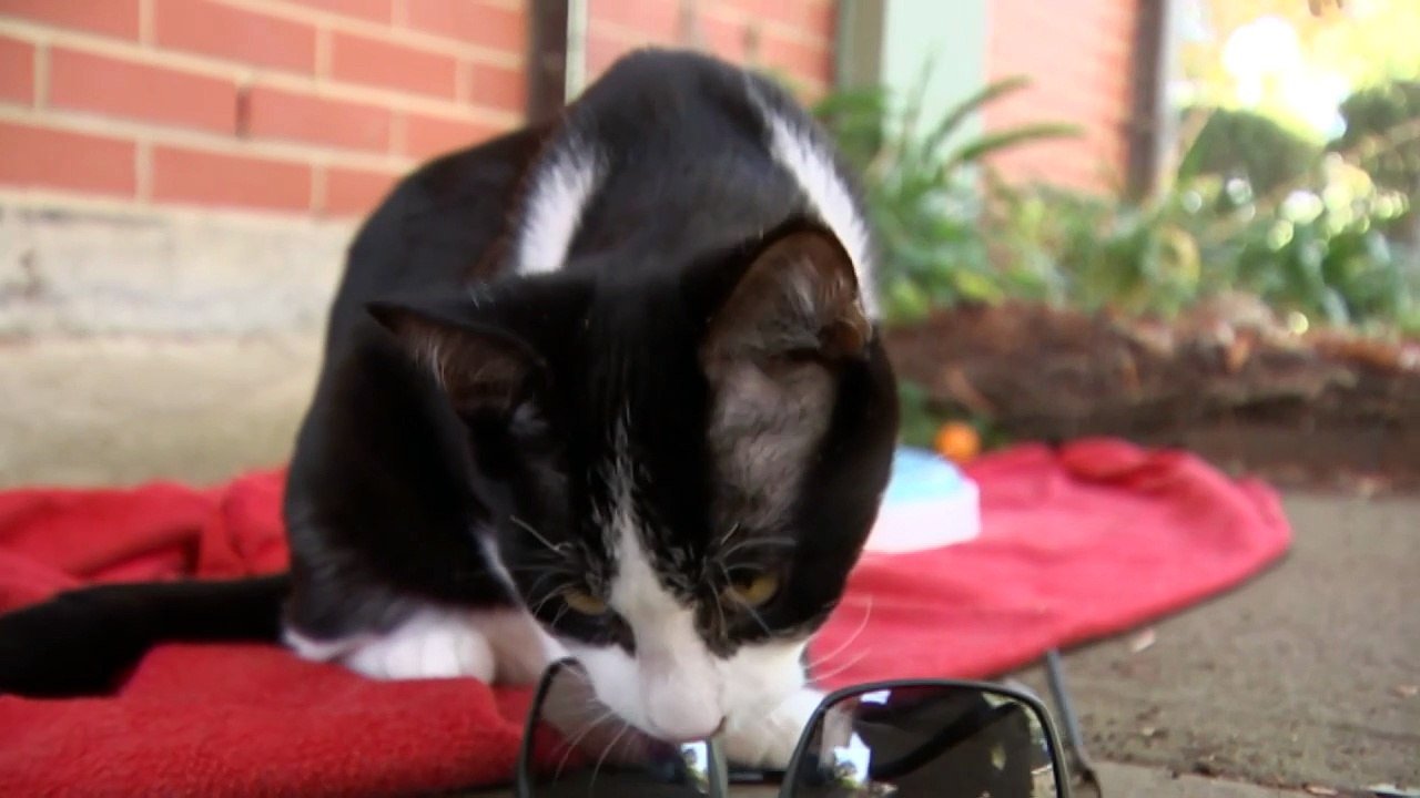 NSW Greens introduce bill calling for cat owners to be fined for letting their pets roam free
