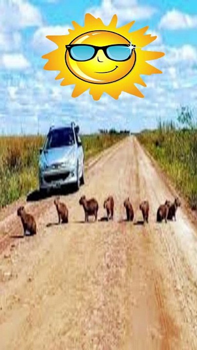 Un rincón * del paraíso donde los animales son libres,