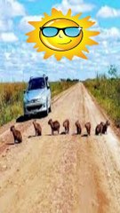 Popeye fue real: descubre al marinero que inspiró al famoso personaje,