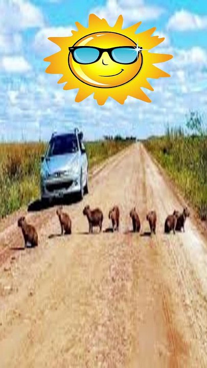 Un rincón * del paraíso donde los animales son libres,