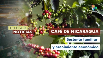 Nicaragua inicia la cosecha de café