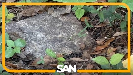 1,900-year-old Roman tablet found among weeds in New Orleans backyard
