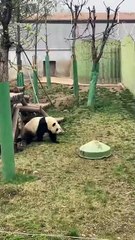 Chinese national treasure - the Giant Panda 12