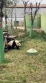 Chinese national treasure - the Giant Panda 12