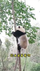 Chinese national treasure - the Giant Panda 9